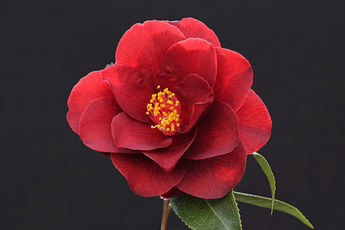 C. japonica Royal Velvet